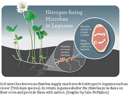 Soil microbes known as rhizobia supply much