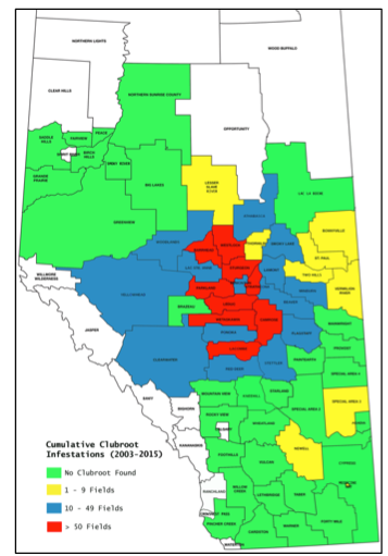 CLUBROOT MAP FROM ALBERTA BY STRELKOV