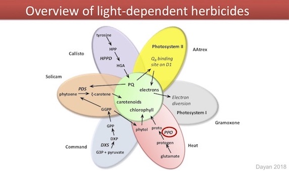 Dayan slide 3 Overview of light dependent herbicides