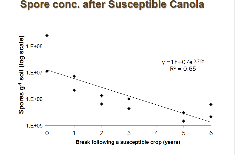 Spore concentration after susceptible canola