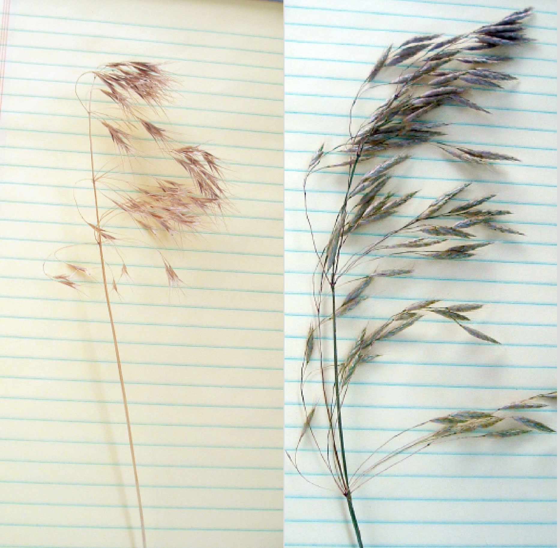How to identify the difference between Japanese and downy brome