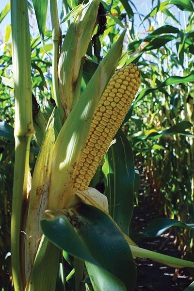 In-crop corn fungicide – does it pay? - Top Crop ManagerTop Crop Manager