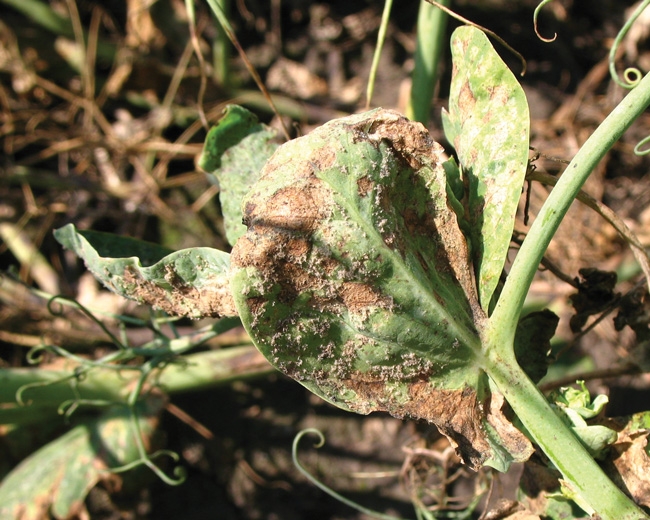 The Impact of Downy Mildew on Plant Growth and Yield