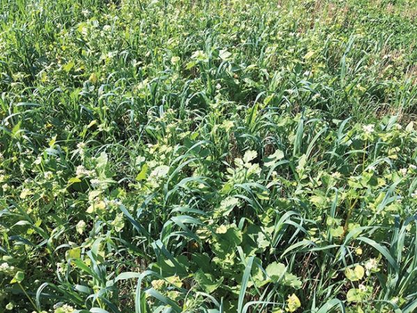 Know your cover crop goals before planting - Top Crop ManagerTop Crop Manager