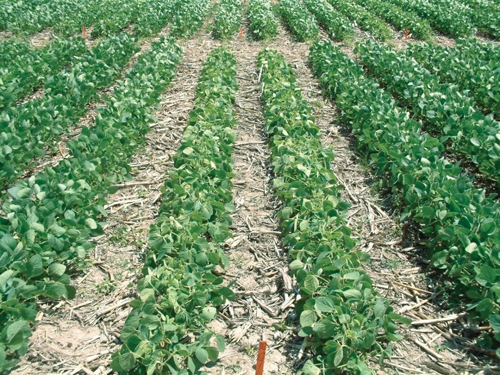Late herbicide applications on soybeans - Top Crop Manager