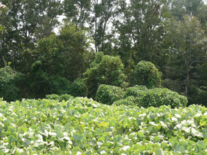 ETCM-10-20--Kudzu--all-over--P1000531