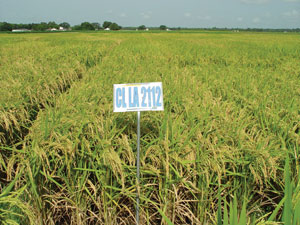ETCM-23-2--Rice-test-plots--CL-LA-2112