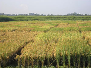 ETCM-23-2--Rice-test-plots--wide-angle--P7290012