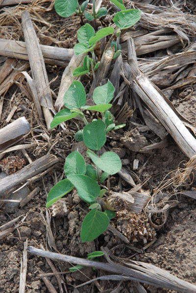 ETCM-6-9-younger-soybean