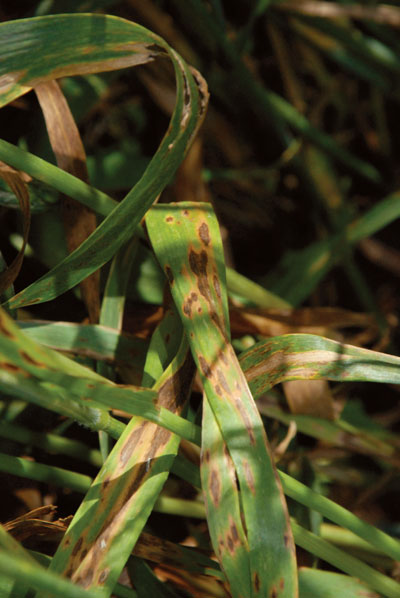 WTCM-10-10--barley-disease