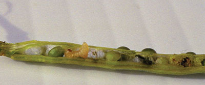 WTCM-28-1--Weevil-Larva
