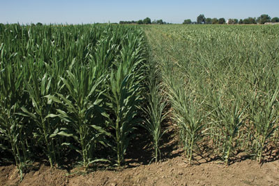 WTCM-6_10drought-corn