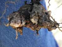 clubroot1