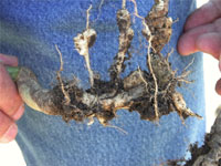 clubroot2
