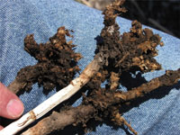 clubroot3