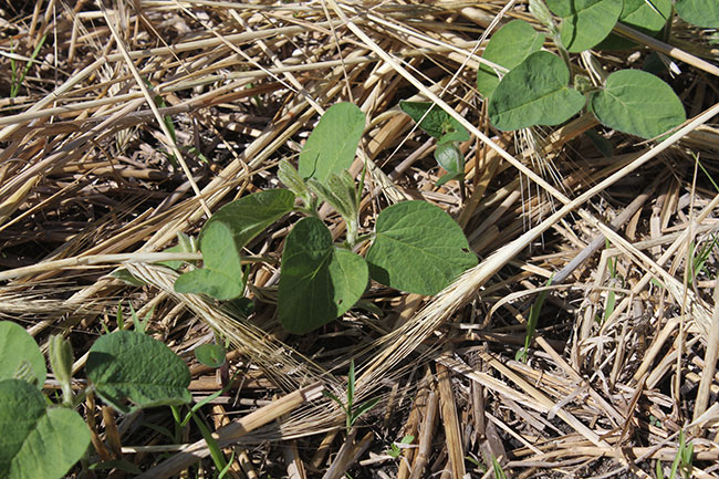 soybeans-in-fall-rye-cover
