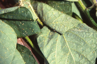 wtcm-10-19--soy-aphids003