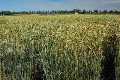 wtcm-6-3--triticale