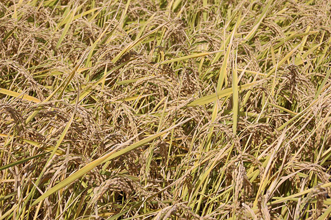 ETCM23-2-rice-for-harvest-1874-OFAE