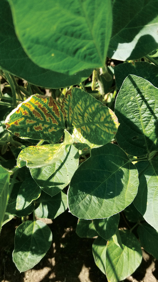 ETCM10-5-Early-season-SDS_August-2020-OW