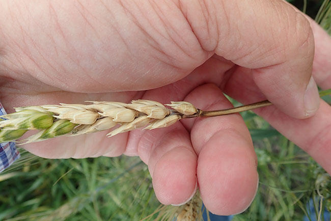 WTCM16.7.Turkington-FHB-wheat-2019-1-note-brownish-dicolouration-or-rachis-and-upper-stem
