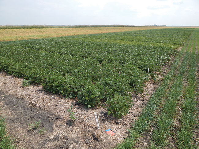 Faba Beans Seeding  Saskatchewan Pulse Growers