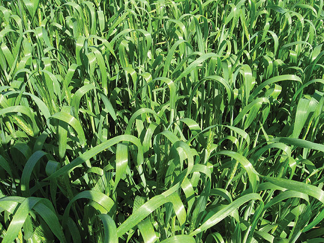 Foliar fungicides target flag or anthesis timing in spring wheat
