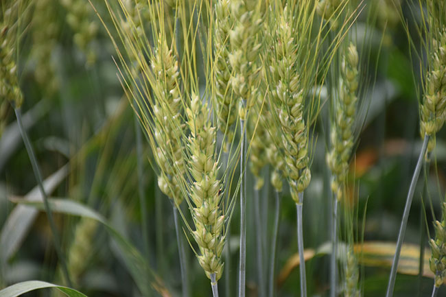 winter-wheat—photo-by-TCM