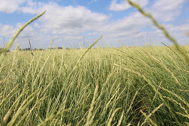 WTCM6-3-New-hybrid-wheatgrass-(2)BB