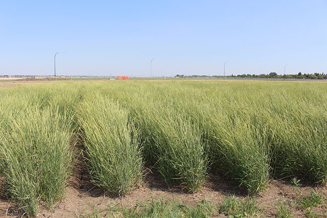 WTCM6-3-new-hybrid-wheatgrass-BB