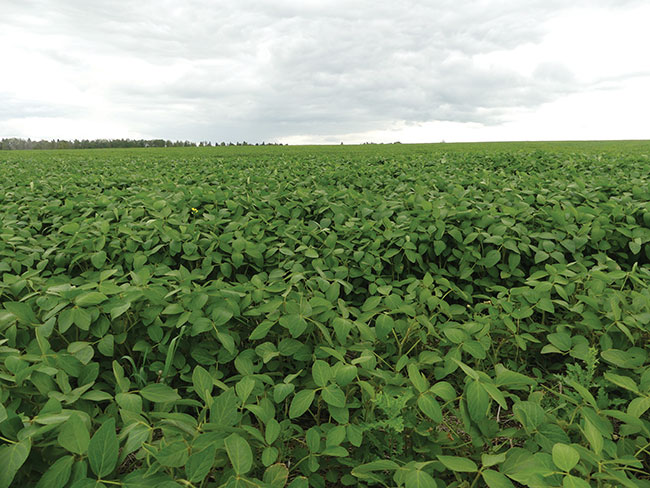 Copy-of-Copy-of-WTCM10.19-soybean-field