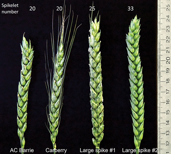 Copy-of-Copy-of-WTCM17-3-Wheat-spike-size-and-spikelet-number-Jan-25-RD