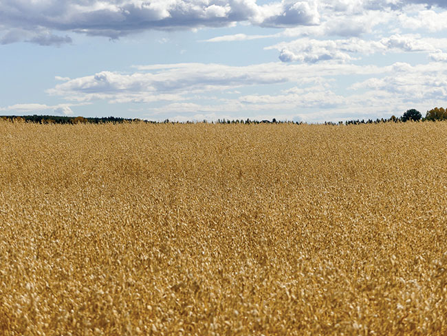 WTCM10.32-oat-crop