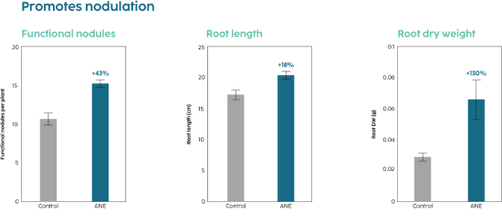 Root Nodulation Graph